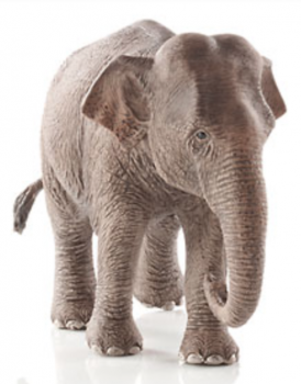 ELEFANTENKUH - ASIATISCH